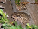 Nom du fichier=Delvarre_crapaud.jpg
Taille du fichier=205Ko
Dimensions : 800x600
Ajouté le : 15 Juin 2015 Delvarre_crapaud.jpg