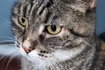 Nom du fichier=Demersseman_chat.jpg
Taille du fichier=208Ko
Dimensions : 800x533
Ajouté le : 06 Juillet 2015 Demersseman_chat.jpg