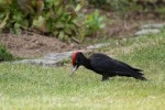 Nom du fichier=Dengis_oiseau.jpg
Taille du fichier=160Ko
Dimensions : 800x533
Ajouté le : 14 Août 2015 Dengis_oiseau.jpg