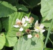 Nom du fichier=Devred_abeille.jpg
Taille du fichier=84Ko
Dimensions : 506x481
Ajouté le : 17 Mai 2015 Devred_abeille.jpg