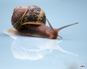 Nom du fichier=Dufaut_escargot.jpg
Taille du fichier=238Ko
Dimensions : 760x596
Ajouté le : 14 Août 2015 Dufaut_escargot.jpg