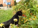 Nom du fichier=Duprez_chat.jpg
Taille du fichier=297Ko
Dimensions : 800x600
Ajouté le : 14 Mai 2015 Duprez_chat.jpg