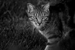 Nom du fichier=Duval_chat.jpg
Taille du fichier=161Ko
Dimensions : 800x531
Ajouté le : 26 Août 2015 Duval_chat.jpg
