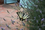 Nom du fichier=Duvivier_papillon.jpg
Taille du fichier=131Ko
Dimensions : 800x533
Ajouté le : 30 Août 2015 Duvivier_papillon.jpg