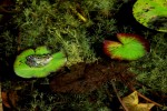 Nom du fichier=El_Hamzaoui_grenouille.jpg
Taille du fichier=221Ko
Dimensions : 800x533
Ajouté le : 04 Juillet 2015 El_Hamzaoui_grenouille.jpg