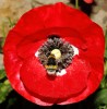 Nom du fichier=Fort_coquelicot.jpg
Taille du fichier=222Ko
Dimensions : 787x800
Ajouté le : 18 Juin 2015 Fort_coquelicot.jpg