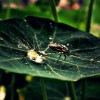 Nom du fichier=Francois_insecte.jpg
Taille du fichier=186Ko
Dimensions : 702x702
Ajouté le : 28 Août 2015 Francois_insecte.jpg