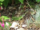 Nom du fichier=Fulneau_lezard.jpg
Taille du fichier=266Ko
Dimensions : 800x600
Ajouté le : 29 Juillet 2015 Fulneau_lezard.jpg