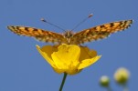 Nom du fichier=Gabaston_papillon.jpg
Taille du fichier=79Ko
Dimensions : 800x527
Ajouté le : 04 Juin 2015 Gabaston_papillon.jpg