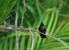 Nom du fichier=Goffpoil_colibri.jpg
Taille du fichier=133Ko
Dimensions : 800x578
Ajouté le : 25 Août 2015 Goffpoil_colibri.jpg