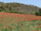 Filename=Haute_provence_champ_coquelicots.jpg
Filesize=30KiB
Dimensions=400x300
Date added=Oct 22, 2005 Haute_provence_champ_coquelicots.jpg
