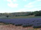 Nom du fichier=Haute_provence_lavande.jpg
Taille du fichier=17Ko
Dimensions : 400x300
Ajouté le : 22 Octobre 2005 Haute_provence_lavande.jpg