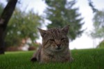 Nom du fichier=Helias_chat.jpg
Taille du fichier=100Ko
Dimensions : 800x531
Ajouté le : 20 Juin 2015 Helias_chat.jpg