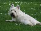 Nom du fichier=Iledo_chien.jpg
Taille du fichier=212Ko
Dimensions : 800x600
Ajouté le : 12 Août 2015 Iledo_chien.jpg