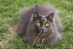 Nom du fichier=Jamroz_chatte.jpg
Taille du fichier=140Ko
Dimensions : 800x531
Ajouté le : 25 Juillet 2015 Jamroz_chatte.jpg
