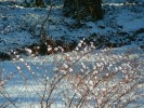 Jardin0212_neige.jpg