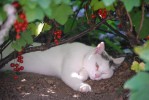 Nom du fichier=Joly_chat.jpg
Taille du fichier=134Ko
Dimensions : 800x536
Ajouté le : 02 Juillet 2015 Joly_chat.jpg