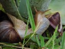 Nom du fichier=Jones_escargot.jpg
Taille du fichier=157Ko
Dimensions : 800x600
Ajouté le : 12 Juin 2015 Jones_escargot.jpg