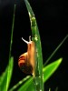 Nom du fichier=Joubert_escargot.jpg
Taille du fichier=87Ko
Dimensions : 600x800
Ajouté le : 11 Mai 2015 Joubert_escargot.jpg
