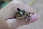 Nom du fichier=Jouy_marion_grenouille.jpg
Taille du fichier=52Ko
Dimensions : 900x600
Ajouté le : 23 Avril 2015 Jouy_marion_grenouille.jpg