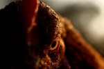 Nom du fichier=Laganier.jpg
Taille du fichier=71Ko
Dimensions : 800x532
Ajouté le : 19 Janvier 2017 Laganier.jpg