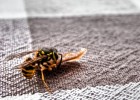 Nom du fichier=Leformal_insecte.jpg
Taille du fichier=154Ko
Dimensions : 640x457
Ajouté le : 27 Juillet 2015 Leformal_insecte.jpg