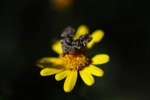 Nom du fichier=Lefur_insecte.jpg
Taille du fichier=59Ko
Dimensions : 800x531
Ajouté le : 01 Août 2015 Lefur_insecte.jpg