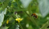 Nom du fichier=Lemoal_insecte.jpg
Taille du fichier=86Ko
Dimensions : 800x477
Ajouté le : 25 Juillet 2015 Lemoal_insecte.jpg