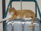Nom du fichier=Leroux_chat.jpg
Taille du fichier=181Ko
Dimensions : 800x600
Ajouté le : 27 Août 2015 Leroux_chat.jpg