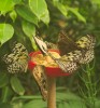 Nom du fichier=Lester_papillons.jpg
Taille du fichier=189Ko
Dimensions : 750x800
Ajouté le : 23 Juillet 2015 Lester_papillons.jpg