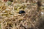Nom du fichier=Levesque_insecte.jpg
Taille du fichier=194Ko
Dimensions : 800x533
Ajouté le : 28 Août 2015 Levesque_insecte.jpg