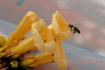 Nom du fichier=Loste_abeille.jpg
Taille du fichier=89Ko
Dimensions : 800x532
Ajouté le : 26 Juillet 2015 Loste_abeille.jpg