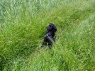 Nom du fichier=Maleze_chien.jpg
Taille du fichier=291Ko
Dimensions : 800x597
Ajouté le : 28 Juin 2015 Maleze_chien.jpg