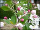 Nom du fichier=Malus_2007_02.jpg
Taille du fichier=48Ko
Dimensions : 461x346
Ajouté le : 07 Avril 2007 Malus_2007_02.jpg