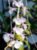 Marechal_Dendrobium_Pierardii_cat.jpg