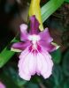 Marechal_Miltonia_Spectabilis.jpg