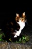 Nom du fichier=Martin_chat.jpg
Taille du fichier=149Ko
Dimensions : 533x800
Ajouté le : 12 Mai 2015 Martin_chat.jpg