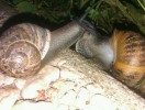 Nom du fichier=Massiet_escargot.jpg
Taille du fichier=206Ko
Dimensions : 800x602
Ajouté le : 11 Août 2015 Massiet_escargot.jpg