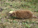Nom du fichier=Mayaud_herisson.jpg
Taille du fichier=249Ko
Dimensions : 800x600
Ajouté le : 31 Août 2015 Mayaud_herisson.jpg