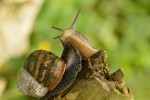 Nom du fichier=Meurant_escargot.jpg
Taille du fichier=116Ko
Dimensions : 800x532
Ajouté le : 05 Juin 2015 Meurant_escargot.jpg
