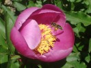 Nom du fichier=Minoux_abeille.jpg
Taille du fichier=143Ko
Dimensions : 800x600
Ajouté le : 22 Août 2015 Minoux_abeille.jpg