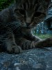 Nom du fichier=Miquel_chat.jpg
Taille du fichier=161Ko
Dimensions : 600x800
Ajouté le : 05 Juillet 2015 Miquel_chat.jpg