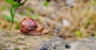 Nom du fichier=Montet_escargot.jpg
Taille du fichier=127Ko
Dimensions : 800x420
Ajouté le : 13 Juillet 2015 Montet_escargot.jpg
