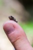 Nom du fichier=Morphee_grenouille.jpg
Taille du fichier=37Ko
Dimensions : 427x640
Ajouté le : 17 Août 2015 Morphee_grenouille.jpg