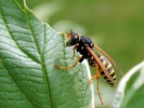 Nom du fichier=Mund_insecte.jpg
Taille du fichier=167Ko
Dimensions : 800x600
Ajouté le : 10 Août 2015 Mund_insecte.jpg
