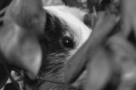 Nom du fichier=Nozerand_animal.jpg
Taille du fichier=99Ko
Dimensions : 800x533
Ajouté le : 18 Août 2015 Nozerand_animal.jpg
