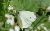 Nom du fichier=Oignet_papillon.jpg
Taille du fichier=101Ko
Dimensions : 800x494
Ajouté le : 23 Mai 2015 Oignet_papillon.jpg