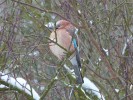 Nom du fichier=Oiseau_geai_neige1303.jpg
Taille du fichier=162Ko
Dimensions : 600x450
Ajouté le : 12 Mars 2013 Oiseau_geai_neige1303.jpg