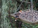 Nom du fichier=Oiseaux86.jpg
Taille du fichier=204Ko
Dimensions : 800x600
Ajouté le : 30 Janvier 2018 Oiseaux86.jpg