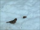 Oiseaux_pinson_neige_0109.jpg